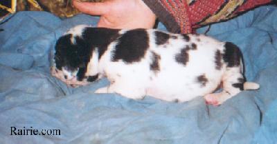 Till Des Terres De La Rairie