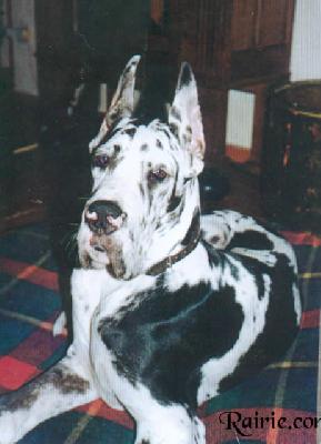 Thibaut Des Terres De La Rairie