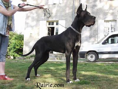 Tyrus Des Terres De La Rairie