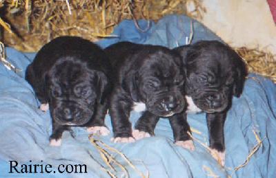 Tania Des Terres De La Rairie