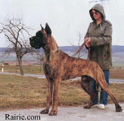 Favorit Von Der Haarburg