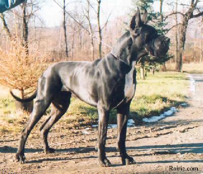 Pegaso Del Nord Ovest