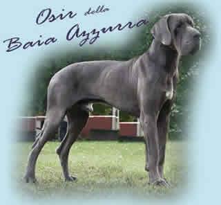 Ch Osir B De La Baia Azzura