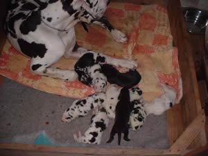 Opra2002021701 De Beauderey