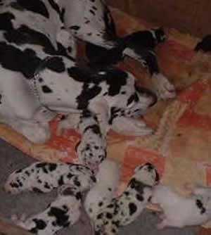 Opra2002021701 De Beauderey