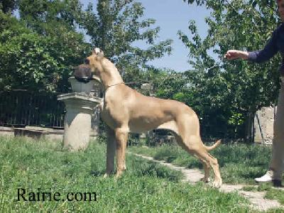 Saviska Des Terres De La Rairie