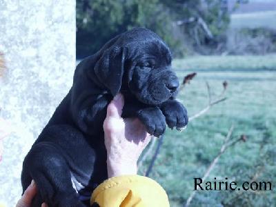 Sword Des Terres De La Rairie