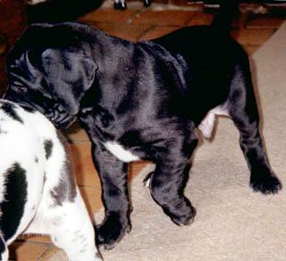 Thor De La Fontaine Aux Tourterelles