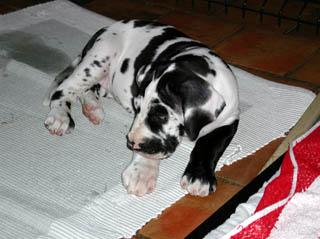 Tabatta De La Fontaine Aux Tourterelles