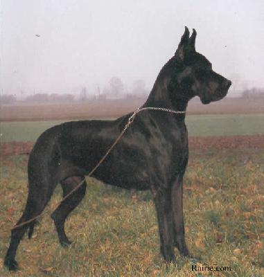 Queeny Von Ulmer Munster