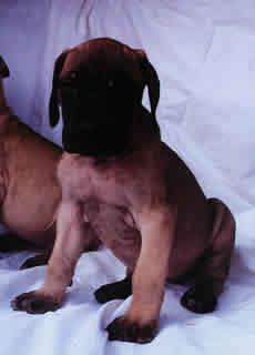 D-attila Vom Sprendlinger Tal