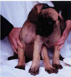 Devil Vom Sprendlinger Tal