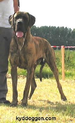 Don Quichote Vom Sprendlinger Tal