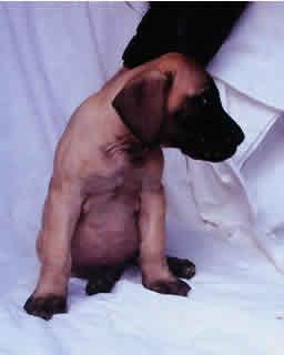 Daphne Vom Sprendlinger Tal