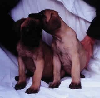 Domino Vom Sprendlinger Tal