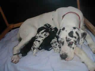 Schakal Von Schlesien