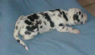 Schkuna Von Schlesien