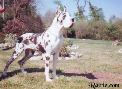 Salome Des Terres De La Rairie