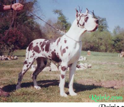 Salome Des Terres De La Rairie