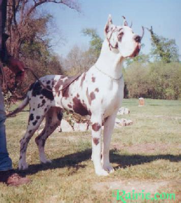 Salome Des Terres De La Rairie