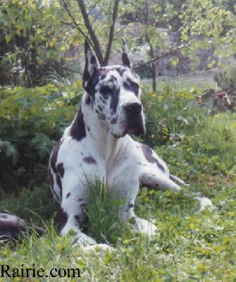 Carmina Des Fauvelles