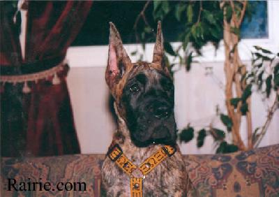 Pyrrhus Des Terres De La Rairie