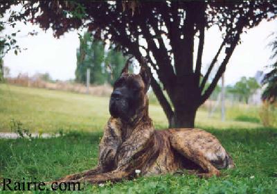 Pyrrhus Des Terres De La Rairie