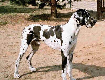 Ch Torres Des Terres De La Rairie