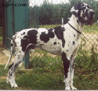 Ch Torres Des Terres De La Rairie