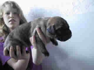 Enrico Bocca D�tigre