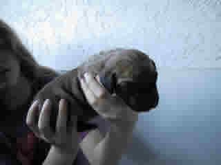 Eddy Bocca D�tigre