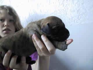 Enrica Bocca D�tigre