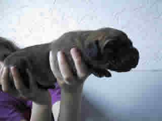 Enya Bocca D�tigre