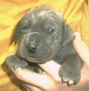 Falko Vom Hause Wagner