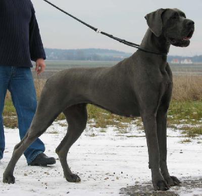 Ch Franca Vom Hause Wagner