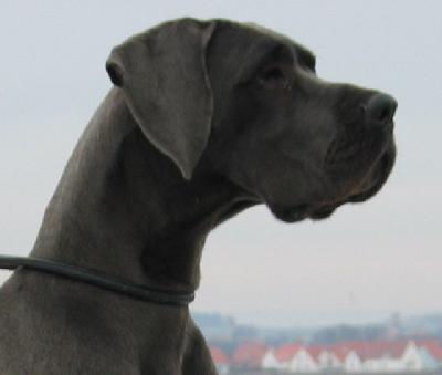 Ch Franca Vom Hause Wagner