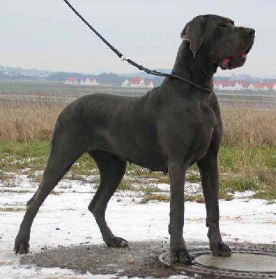 Ch Fortuna Vom Hause Wagner