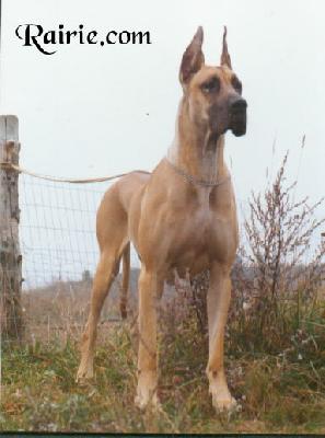 Ch Jessy Des Terres De La Rairie