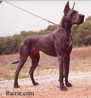 Ch Borah Des Terres De La Rairie