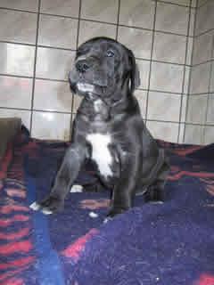 Felicia Bocca Dtigre