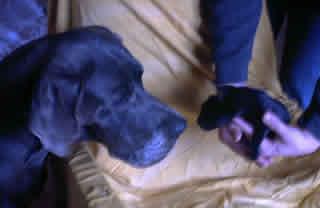 Gero Vom Hause Wagner