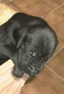 Gero Vom Hause Wagner