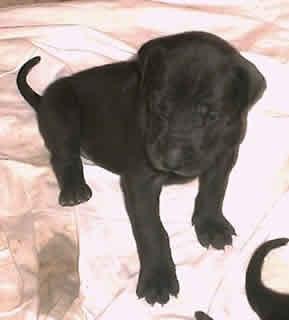 Gismo Vom Hause Wagner