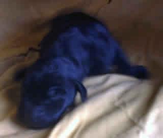 Groll Vom Hause Wagner