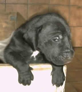 Gala Vom Hause Wagner