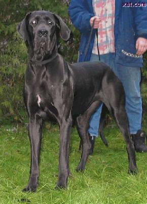 Geniale Vom Hause Wagner