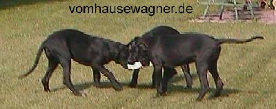 Geniale Vom Hause Wagner