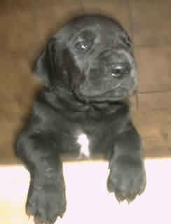 Ginger Vom Hause Wagner