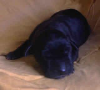 Georgina Vom Hause Wagner