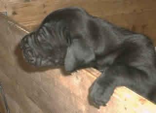 Georgina Vom Hause Wagner